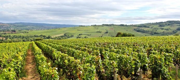 vignoble en bourgogne